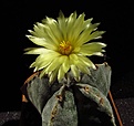 Нажмите на изображение для увеличения.

Название:	Astrophytum_myriostigma.jpg
Просмотров:	131
Размер:	74.1 Кб
ID:	336860