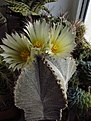 Нажмите на изображение для увеличения.

Название:	Astrophytum_myriostigma1.jpg
Просмотров:	155
Размер:	97.5 Кб
ID:	336861