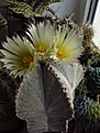 Нажмите на изображение для увеличения.

Название:	Astrophytum_myriostigma1.jpg
Просмотров:	137
Размер:	97.5 Кб
ID:	336861