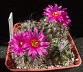 Нажмите на изображение для увеличения.

Название:	Gymnocactus_viereckii_L1159.jpg
Просмотров:	156
Размер:	102.3 Кб
ID:	336862