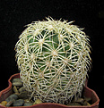 Нажмите на изображение для увеличения.

Название:	Coryphantha_echinus.jpg
Просмотров:	125
Размер:	244.3 Кб
ID:	336864
