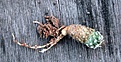 Нажмите на изображение для увеличения.

Название:	Sclerocactus pubispinus RP129_2.5y_roots_7.131.jpg
Просмотров:	274
Размер:	119.3 Кб
ID:	336865