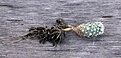 Нажмите на изображение для увеличения.

Название:	Sclerocactus pubispinus RP129_2.5y_roots_7.139.jpg
Просмотров:	292
Размер:	83.5 Кб
ID:	336866