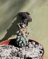 Нажмите на изображение для увеличения.

Название:	Sclerocactus spinosior v.schleseri RP136_24.7.13.jpg
Просмотров:	243
Размер:	112.1 Кб
ID:	336867