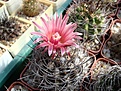 Нажмите на изображение для увеличения.

Название:	Neochilenia_taltalensis.JPG
Просмотров:	138
Размер:	92.4 Кб
ID:	336869