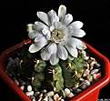 Нажмите на изображение для увеличения.

Название:	Gymnocalycium sp..jpg
Просмотров:	133
Размер:	62.7 Кб
ID:	336871