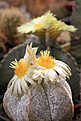Нажмите на изображение для увеличения.

Название:	Astrophytum_myriostigma_Onzuka.jpg
Просмотров:	134
Размер:	203.6 Кб
ID:	336879