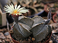Нажмите на изображение для увеличения.

Название:	Astrophytum_coahuilense_SB.jpg
Просмотров:	143
Размер:	192.5 Кб
ID:	336880