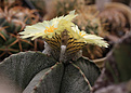 Нажмите на изображение для увеличения.

Название:	Astrophytum_myriostigma.jpg
Просмотров:	141
Размер:	198.1 Кб
ID:	336881