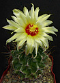 Нажмите на изображение для увеличения.

Название:	Hamatocactus_setispinus.jpg
Просмотров:	181
Размер:	232.2 Кб
ID:	336925