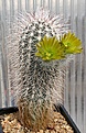 Нажмите на изображение для увеличения.

Название:	Echinocereus_viridiflorus_v_canus_IMG_4993.jpg
Просмотров:	373
Размер:	154.5 Кб
ID:	336935