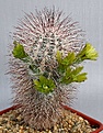 Нажмите на изображение для увеличения.

Название:	Echinocereus_viridiflorus_v_canus_IMG_2564.jpg
Просмотров:	473
Размер:	140.9 Кб
ID:	336936