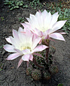 Нажмите на изображение для увеличения.

Название:	Echinopsis-2013-1.jpg
Просмотров:	199
Размер:	245.5 Кб
ID:	336938