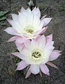 Нажмите на изображение для увеличения.

Название:	Echinopsis-2013-2.jpg
Просмотров:	233
Размер:	195.8 Кб
ID:	336939