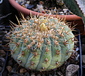 Нажмите на изображение для увеличения.

Название:	Copiapoa_cinerea_columna_alba_PV1928.jpg
Просмотров:	135
Размер:	221.3 Кб
ID:	336977