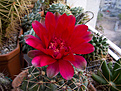 Нажмите на изображение для увеличения.

Название:	Gymnocalycium_baldianum2.jpg
Просмотров:	216
Размер:	265.2 Кб
ID:	336987