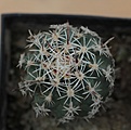 Нажмите на изображение для увеличения.

Название:	Sclerocactus pubispinus RP129_2,5y_3.8.13.jpg
Просмотров:	270
Размер:	249.5 Кб
ID:	337014