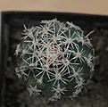 Нажмите на изображение для увеличения.

Название:	Sclerocactus pubispinus RP129_2,5y_3.8.13.jpg
Просмотров:	257
Размер:	249.5 Кб
ID:	337014