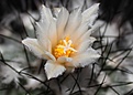 Нажмите на изображение для увеличения.

Название:	Gyvnocactus gielsdorfianus.jpg
Просмотров:	168
Размер:	209.6 Кб
ID:	337045