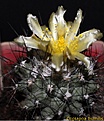 Нажмите на изображение для увеличения.

Название:	Copiapoa humilis.jpg
Просмотров:	168
Размер:	244.4 Кб
ID:	337046