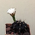 Нажмите на изображение для увеличения.

Название:	Gymnocalycium friedrichii Violchoc_10y_20.8.13.jpg
Просмотров:	106
Размер:	86.0 Кб
ID:	337047