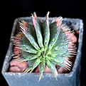 Нажмите на изображение для увеличения.

Название:	Hoodia parviflora_3y_16.8.2013_1.jpg
Просмотров:	292
Размер:	140.1 Кб
ID:	337059