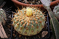 Нажмите на изображение для увеличения.

Название:	Copiapoa_cinerea_columna_alba_PV1928_.jpg
Просмотров:	129
Размер:	189.6 Кб
ID:	337068