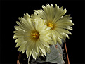 Нажмите на изображение для увеличения.

Название:	Astrophytum_myriostigma.jpg
Просмотров:	174
Размер:	156.0 Кб
ID:	337082