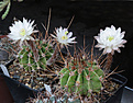 Нажмите на изображение для увеличения.

Название:	Echinopsis_chacoana.jpg
Просмотров:	130
Размер:	214.5 Кб
ID:	337085