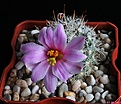 Нажмите на изображение для увеличения.

Название:	Mammillaria boolii.JPG
Просмотров:	165
Размер:	171.5 Кб
ID:	337103