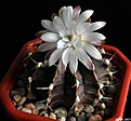 Нажмите на изображение для увеличения.

Название:	Gymnocalycium friedrichii var. albiflorum.JPG
Просмотров:	160
Размер:	149.7 Кб
ID:	337104