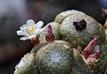 Нажмите на изображение для увеличения.

Название:	Blossfeldia_liliputana_P388.jpg
Просмотров:	110
Размер:	193.9 Кб
ID:	337130