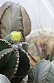 Нажмите на изображение для увеличения.

Название:	Astrophytum_myriostigma.jpg
Просмотров:	150
Размер:	163.1 Кб
ID:	337164