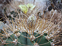 Нажмите на изображение для увеличения.

Название:	Astrophytum_ornatum.jpg
Просмотров:	153
Размер:	213.3 Кб
ID:	337165