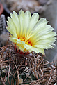 Нажмите на изображение для увеличения.

Название:	Astrophytum_senile.jpg
Просмотров:	154
Размер:	200.1 Кб
ID:	337166