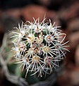 Нажмите на изображение для увеличения.

Название:	Pediocactus sileri Lz814_2y_8.13.jpg
Просмотров:	275
Размер:	113.6 Кб
ID:	337204