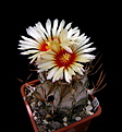 Нажмите на изображение для увеличения.

Название:	Astrophytum_capricornef.rusty.jpg
Просмотров:	158
Размер:	81.2 Кб
ID:	337205