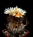 Нажмите на изображение для увеличения.

Название:	Astrophytum_capricornef.rusty...jpg
Просмотров:	131
Размер:	85.8 Кб
ID:	337206