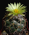 Нажмите на изображение для увеличения.

Название:	Coryphantha_sp.jpg
Просмотров:	165
Размер:	228.4 Кб
ID:	337253
