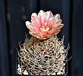 Нажмите на изображение для увеличения.

Название:	Pyrrhocactus_eriosycioides.jpg
Просмотров:	129
Размер:	160.3 Кб
ID:	337303