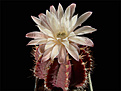 Нажмите на изображение для увеличения.

Название:	Gymnocalycium_anisitsii.jpg
Просмотров:	668
Размер:	232.1 Кб
ID:	337308