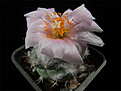 Нажмите на изображение для увеличения.

Название:	Turbinicarpus_lophophoroides.jpg
Просмотров:	163
Размер:	190.5 Кб
ID:	337320