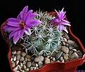 Нажмите на изображение для увеличения.

Название:	Mammillaria schumanii v. globosa.JPG
Просмотров:	162
Размер:	181.4 Кб
ID:	337323