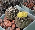 Нажмите на изображение для увеличения.

Название:	Copiapoa hypogaea Lizard Skin_5y_31.8.13=.jpg
Просмотров:	258
Размер:	223.9 Кб
ID:	337350