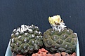 Нажмите на изображение для увеличения.

Название:	Copiapoa hypogaea Lizard Skin_5y_15.9.13.jpg
Просмотров:	295
Размер:	90.2 Кб
ID:	337351