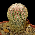 Нажмите на изображение для увеличения.

Название:	Echinocereus_rigidissimus_Regenbogen-kaktus.jpg
Просмотров:	132
Размер:	107.0 Кб
ID:	337357
