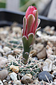 Нажмите на изображение для увеличения.

Название:	Gymnocalycium_baldianum_VG075_La_Higuera_Cat.jpg
Просмотров:	133
Размер:	170.4 Кб
ID:	337419