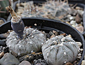 Нажмите на изображение для увеличения.

Название:	Gymnocalycium_berhtii_LB326.jpg
Просмотров:	238
Размер:	187.2 Кб
ID:	337427