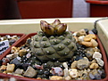 Нажмите на изображение для увеличения.

Название:	Copiapoa_barquitensis_FR654.jpg
Просмотров:	145
Размер:	129.6 Кб
ID:	337513