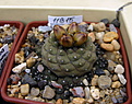 Нажмите на изображение для увеличения.

Название:	Copiapoa_barquitensis_FR654...jpg
Просмотров:	144
Размер:	148.9 Кб
ID:	337514